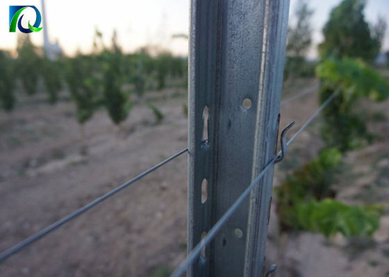 Büyük Şarap Bahçesi İçin Galvanizli 50x40MM Bağ Kafes Mesajları