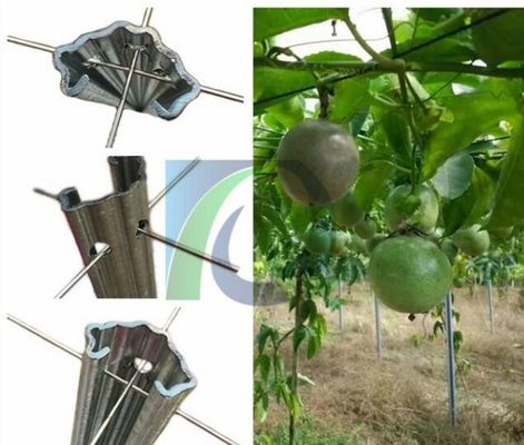 275G / M2 2.4M Yükseklik 1.5mm Meyve Bahçesi İçin Metal Üzüm Asma Kafes
